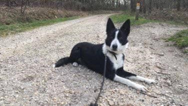 Border Collie