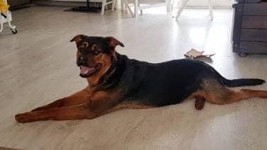 Rottweiler