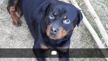 Rottweiler