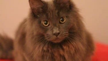 Maine Coon