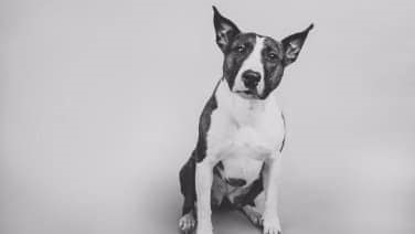 Bull Terrier