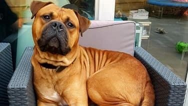 Kruising tussen Bordeauxdog en Bullmastiff