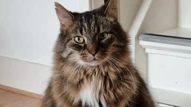 Maine Coon