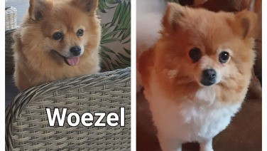 Woezel 