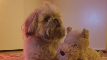 Shih Tzu