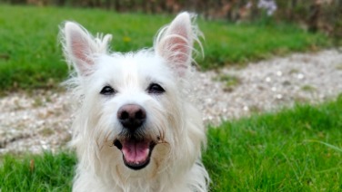 West Highland White Terrier